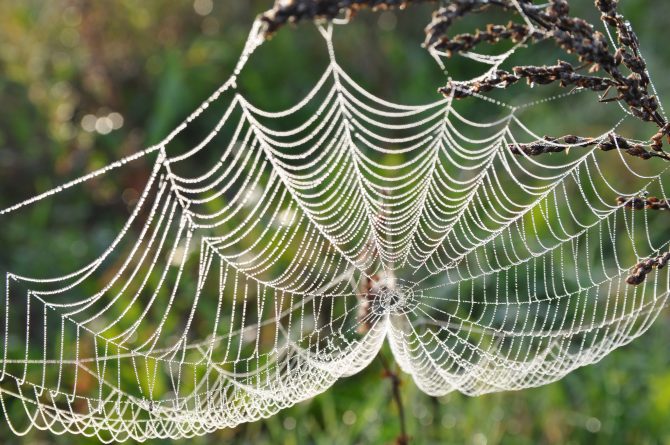 Spider webs may act as most sensitive 'ears' in the known natural world